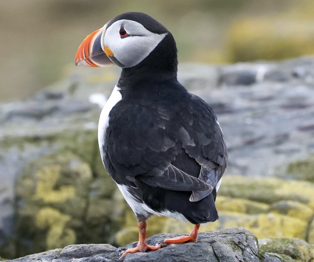 Puffin 